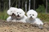 BICHON FRISE 372